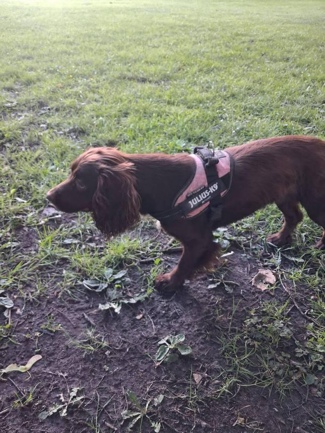 Off-lead in Childwall Woods