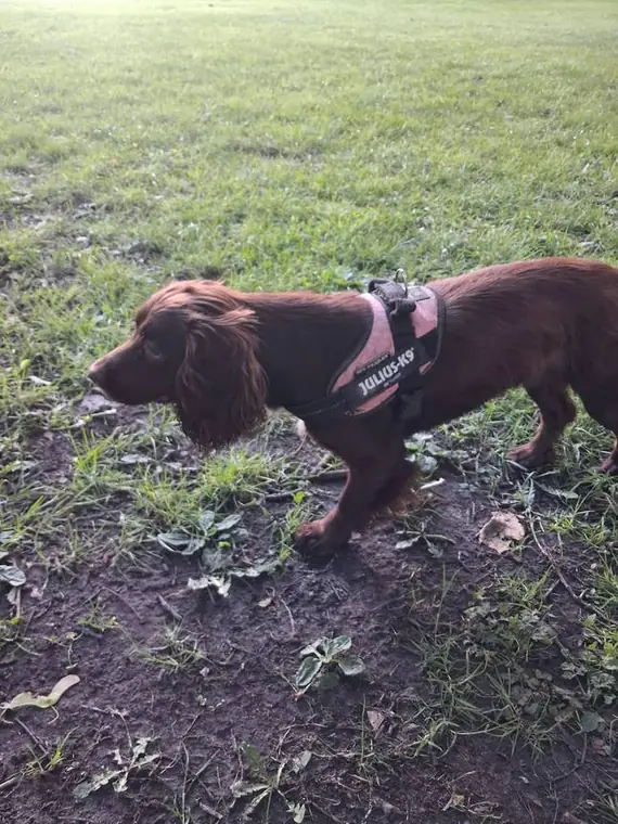 A good sniff around Sefton Park