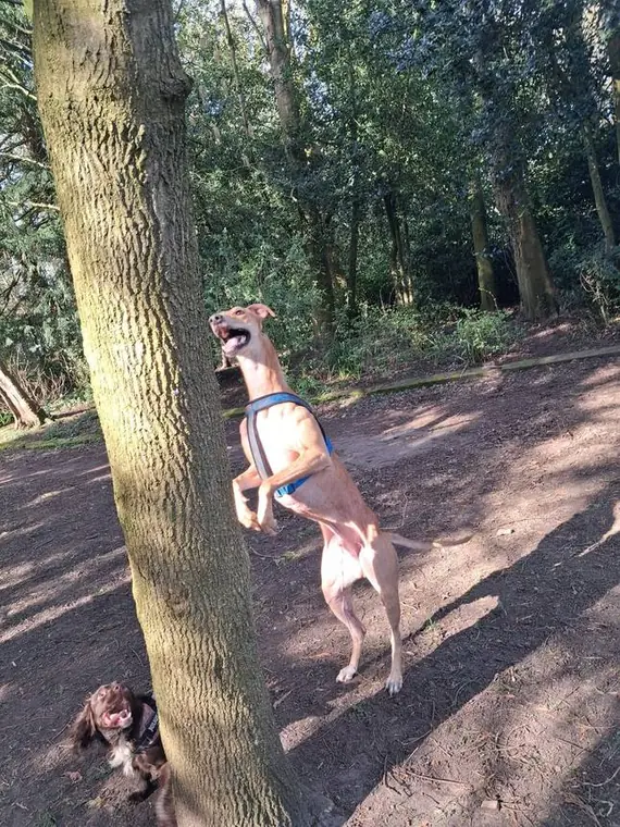 Happy, well-looked-after dogs
