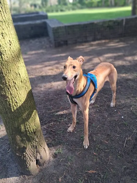 Happy, well-looked-after dogs