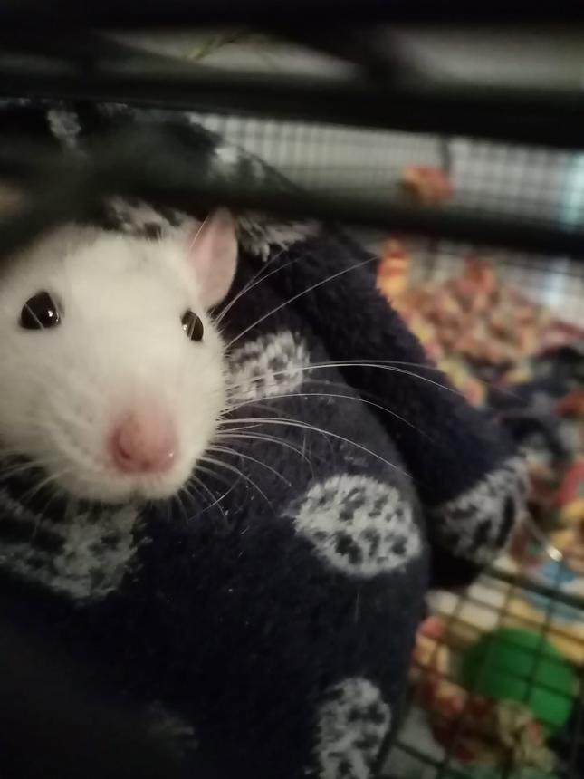 Feeding & check-in visits