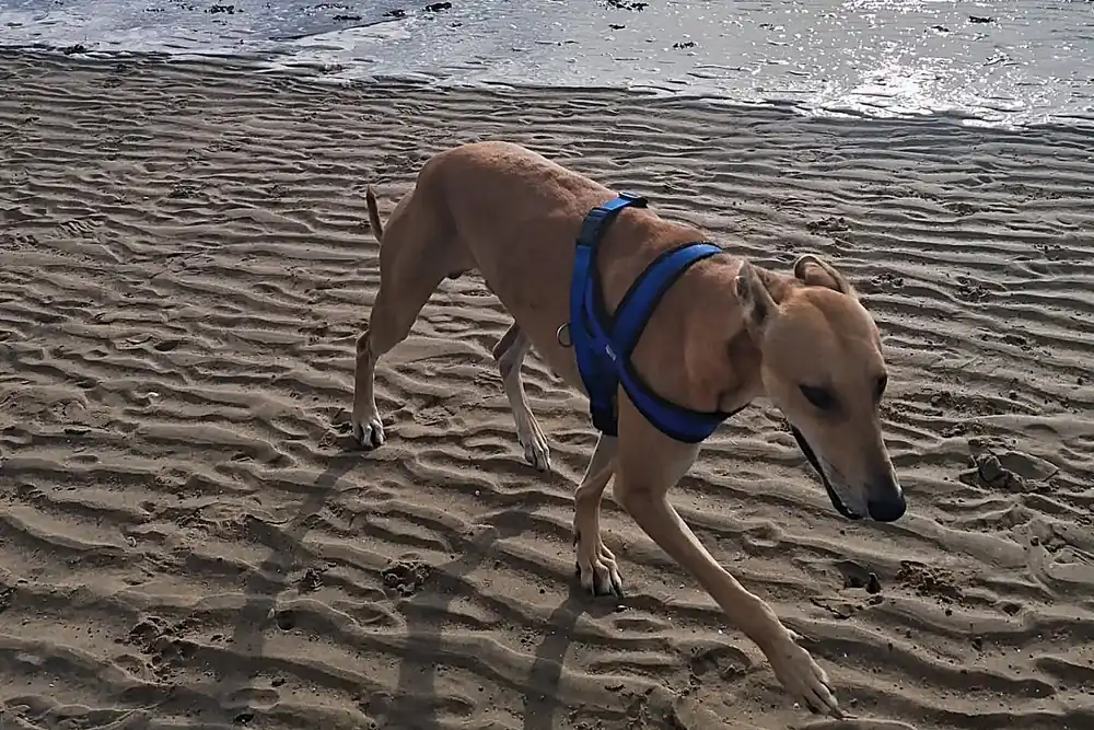 Beach & Shoreline Walks in Liverpool with Tail Trek Adventures
