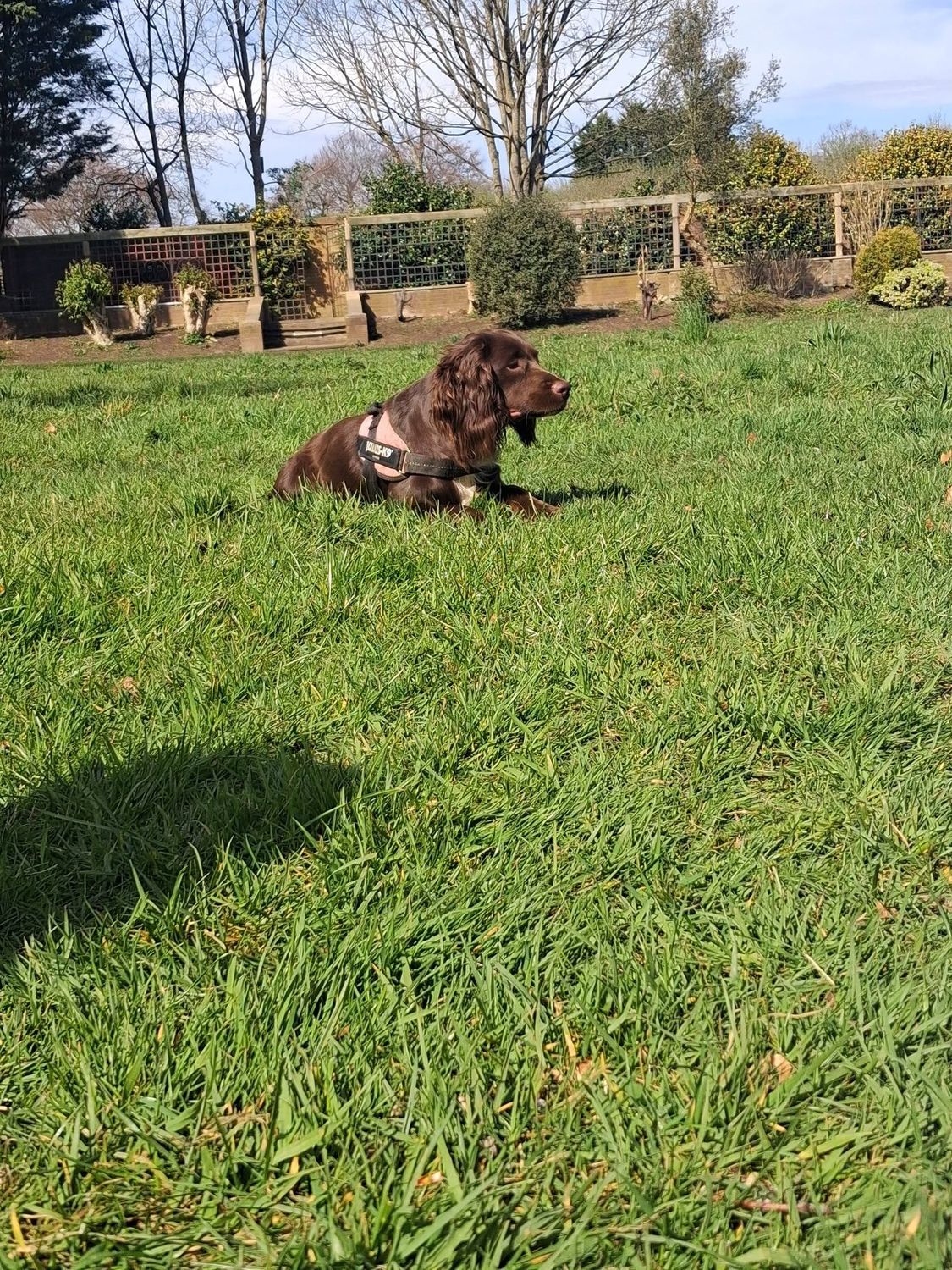 Dog Drop-In Visits in Liverpool with Tail Trek Adventures