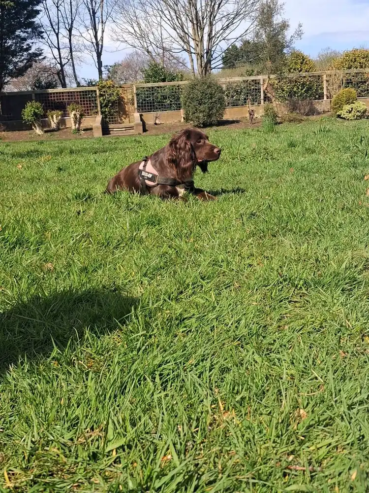Dog Drop-In Visits & Pet Sitting in Liverpool with Tail Trek Adventures