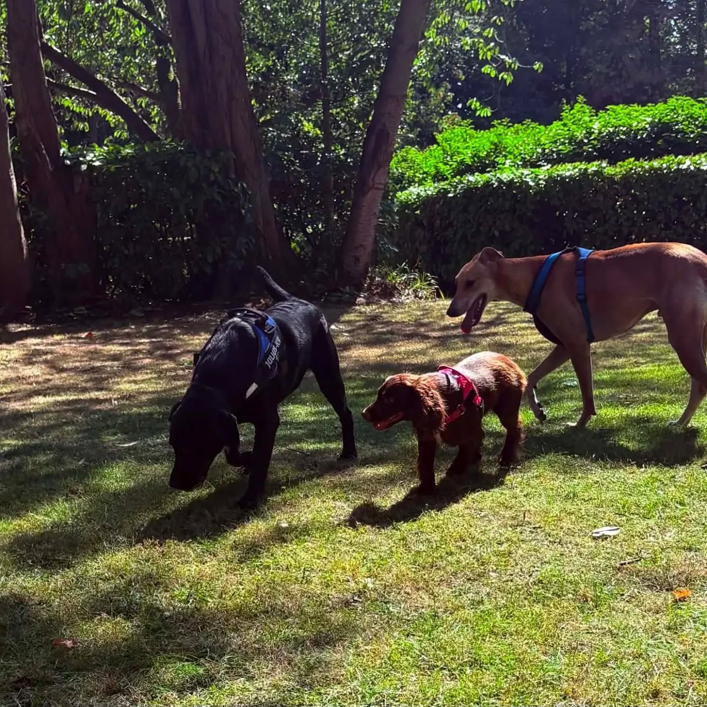 Group Dog Walking in Liverpool with Tail Trek Adventures