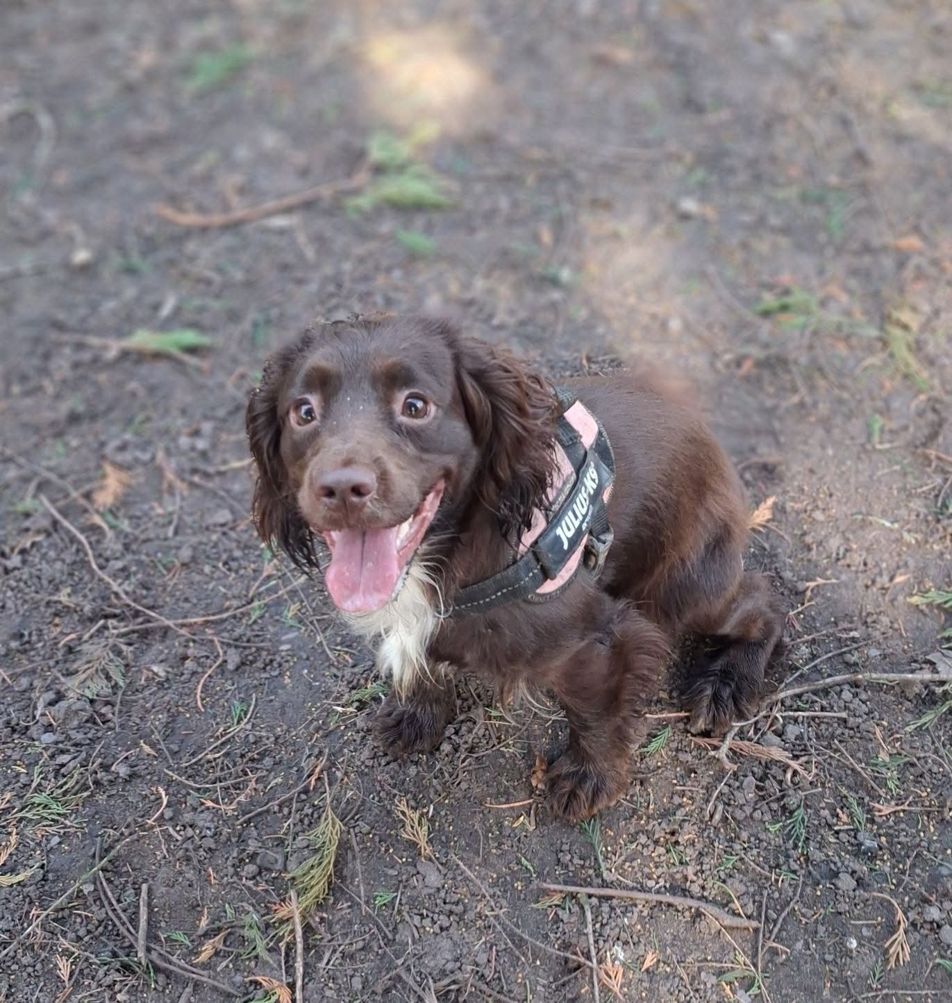 Puppy Visits in Liverpool with Tail Trek Adventures