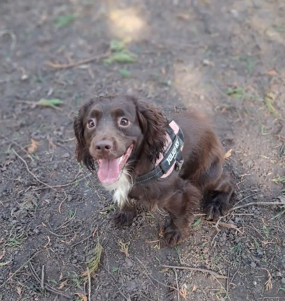 Puppy Visits in Liverpool with Tail Trek Adventures