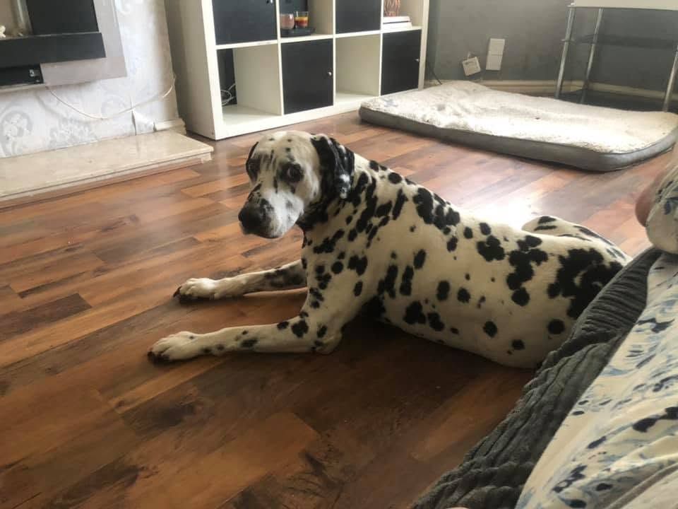 Senior Dog Care in Liverpool with Tail Trek Adventures