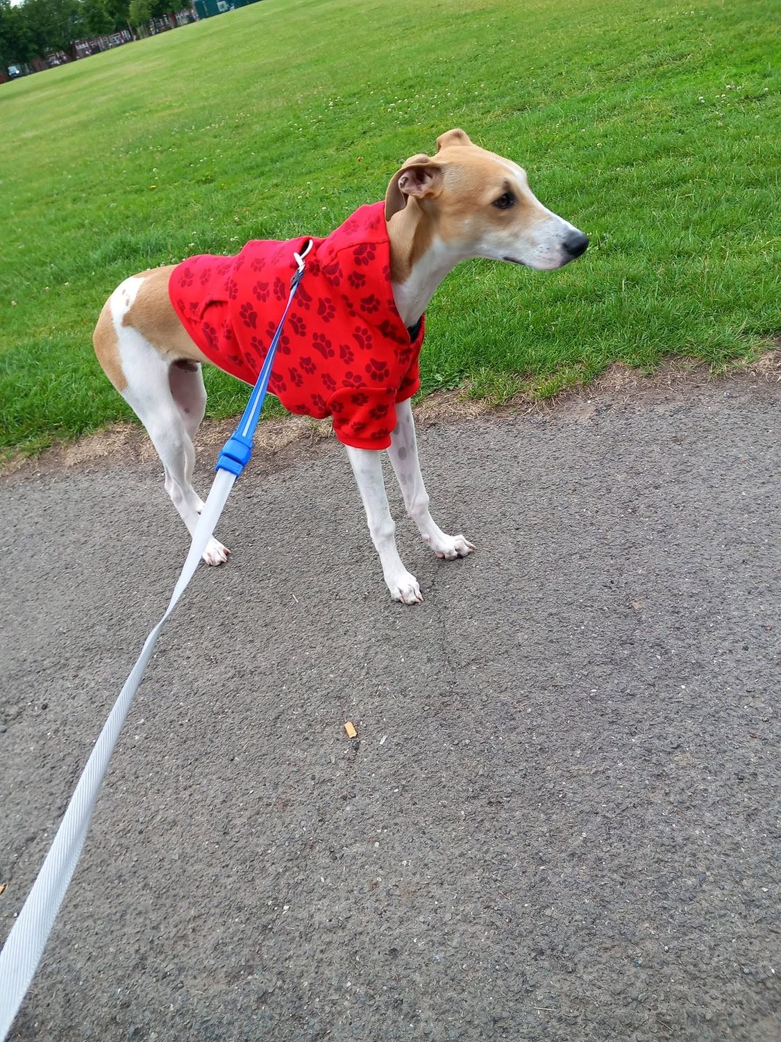 Solo Dog Walking in Liverpool with Tail Trek Adventures