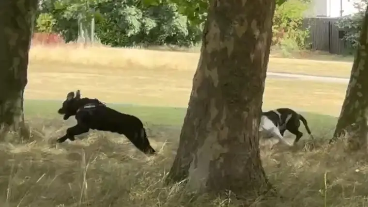 Watch: a group walk in action